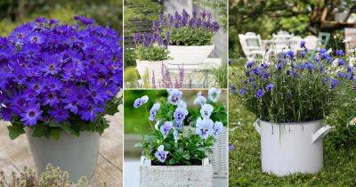 20 Best Annuals with Blue Flowers - balconygardenweb.com