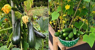 Zucchini vs. Cucumber: All the Differences - balconygardenweb.com