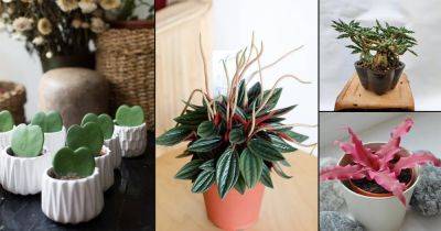 26 Adorable Mini Indoor Plants | Best Tiny Houseplants - balconygardenweb.com - city Sansevieria