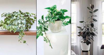 10 Indoor Plants that Reduce Respiratory Problems - balconygardenweb.com - Usa - Japan - city Sansevieria