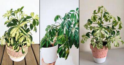 12 Best Types of Scheffleras You Can Grow | Best Umbrella Plants - balconygardenweb.com
