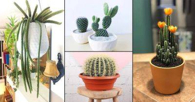 25 Best Indoor Cactus Plants for Home - balconygardenweb.com - Greece - Mexico