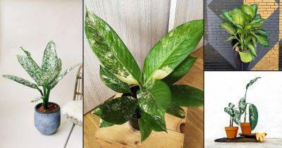 24 Different Types of Dieffenbachia Plants | Dumb Cane Varieties | - balconygardenweb.com