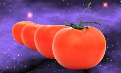 Lost in space: Why growing tomatoes in zero gravity is no easy feat - theunconventionalgardener.com