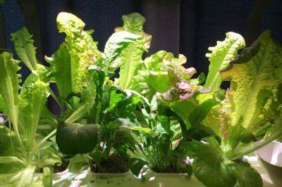 My Go-To Hydroponic Crops - theunconventionalgardener.com - Britain