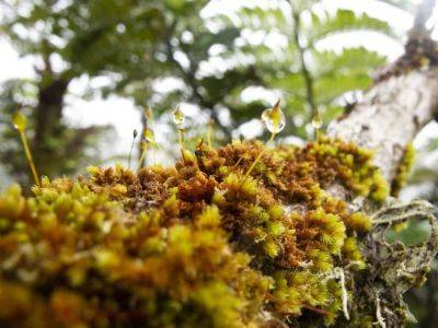 The secret world of moss, ancient ancestor of all plants and vital for the health of the planet - theunconventionalgardener.com - Australia - New Zealand - county Pacific