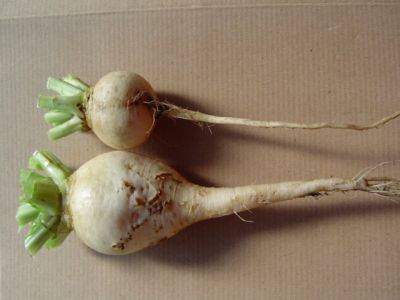 Turnips on Every Plate! - theunconventionalgardener.com - Britain