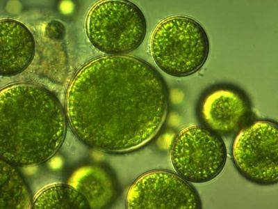 Microalgae is nature’s ‘green gold’: our pioneering project to feed the world more sustainably - theunconventionalgardener.com