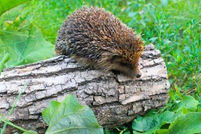 Hedgehog highways: what are they and how to help build one - theunconventionalgardener.com - Britain