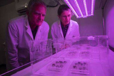 Scientists have (finally) grown plants in lunar soil! - theunconventionalgardener.com - city Brussels