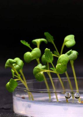 Growing Food in the Dark with Artificial Photosynthesis - theunconventionalgardener.com - state Delaware