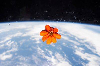 Space Zinnias: From the Space Station to Earth - theunconventionalgardener.com