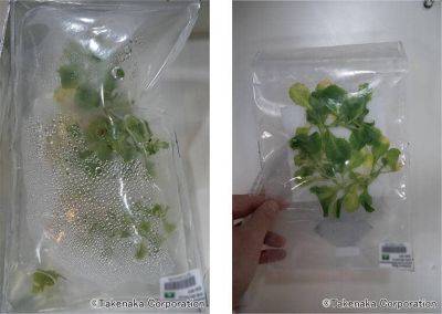 Japan is testing grow-in-a-bag plant technology in space - theunconventionalgardener.com - Japan