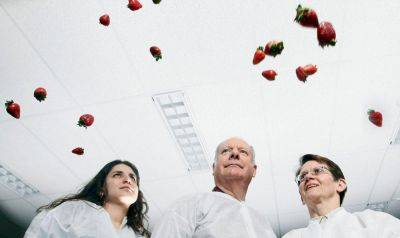 Strawberries in space - theunconventionalgardener.com - Britain - county Day