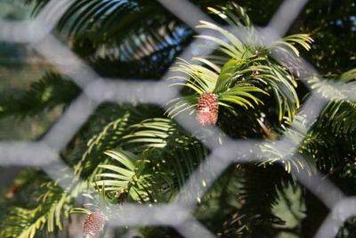 Backyard gardeners around the world are helping to save Australia’s deeply ancient Wollemi pine - theunconventionalgardener.com - Australia