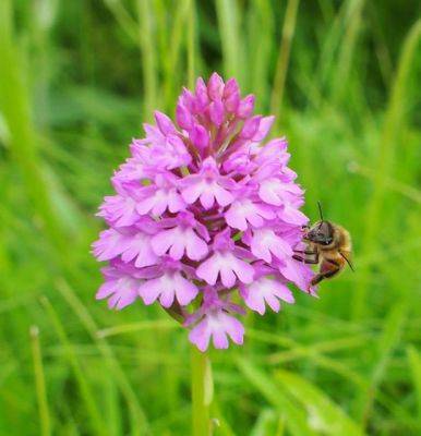 How to grow native orchids - theunconventionalgardener.com - Usa - Britain - France