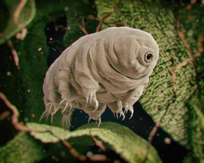 Tardigrades: we’re now polluting the moon with near-indestructible little creatures - theunconventionalgardener.com
