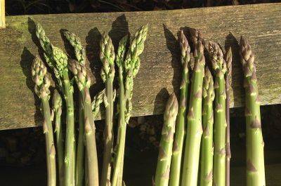Asparagus, asparagine, asparaginase - theunconventionalgardener.com - Britain - France