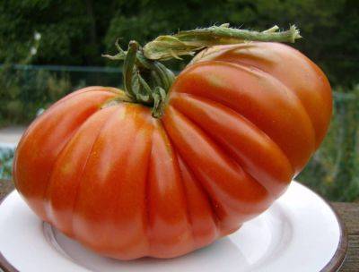 Growing the big one – 6 tips for your own prize-winning tomatoes - theunconventionalgardener.com - Germany - Belgium - state Minnesota - state New Jersey - state Oklahoma