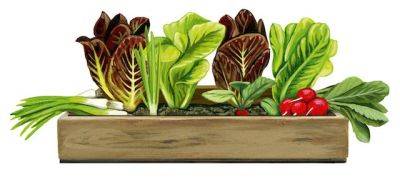 Book review: The Salad Garden - theunconventionalgardener.com - Turkey