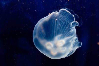 Jellyfish born in space aren’t happy on Earth - theunconventionalgardener.com