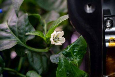 Space Chiles are Blooming Marvellous! - theunconventionalgardener.com - Chile