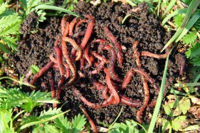 Eco Garden: Worm Composting - theunconventionalgardener.com - Britain