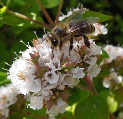 The common herb that could bring bees buzzing to your garden - theunconventionalgardener.com - Britain - Italy