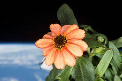 Flowers to bloom in space - theunconventionalgardener.com - Russia