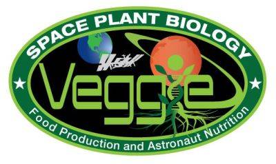 Space lettuce! - theunconventionalgardener.com
