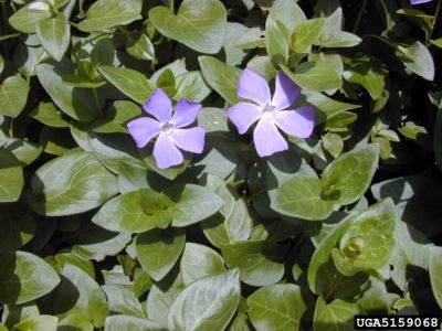 Vinca: The Trouble with Common Names - hgic.clemson.edu - state South Carolina