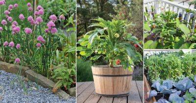 14 Best Companion Plants for Okra - balconygardenweb.com - Usa