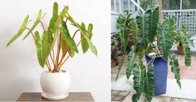 How to Grow Philodendron Billietiae | Philodendron Billietiae Care - balconygardenweb.com
