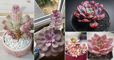 25 Best Pink Succulents That Are Most Beautiful - balconygardenweb.com