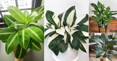 30 Best Types of Peace Lily | Spathiphyllum Varieties - balconygardenweb.com
