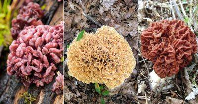 10 Quirky Mushrooms that Look Like a Brain - balconygardenweb.com