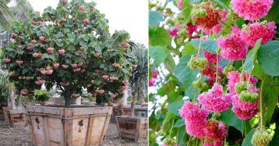 Pink Snowball Tree Care and Growing Guide - balconygardenweb.com