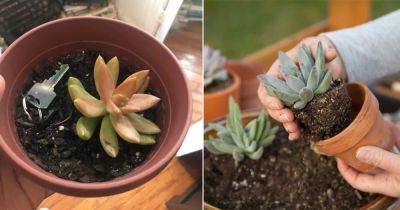 6 Common Succulent Growing Mistakes Every New Gardener Does - balconygardenweb.com