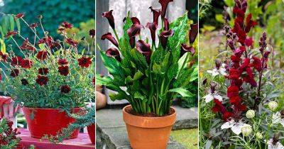 12 Beautiful Red and Black Flowers - balconygardenweb.com