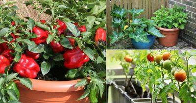 9 Best Summer Vegetables to Grow in Pots | Summer Vegetable Garden - balconygardenweb.com - Usa - India