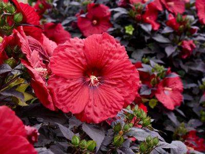 Brian Minter: Revitalize your summer garden with hibiscus - theprovince.com - Usa - state Michigan