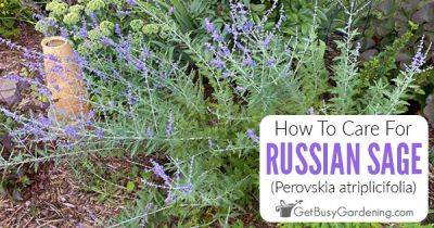 How To Care For Russian Sage - getbusygardening.com - Russia