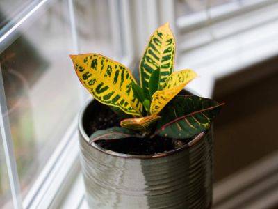 Croton Propagation Tips And Techniques - gardeningknowhow.com