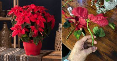 Growing Poinsettias from Cuttings - balconygardenweb.com