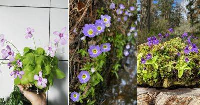 Everything About Growing Butterwort - balconygardenweb.com - Australia - Antarctica