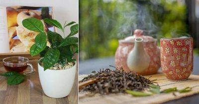 Growing Tea Leaves at Home | How to Grow Green Tea - balconygardenweb.com - China - India