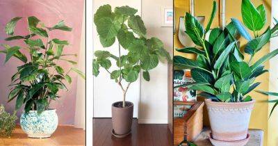 12 Tall Houseplants that Look-Like Fiddle Leaf Fig - balconygardenweb.com