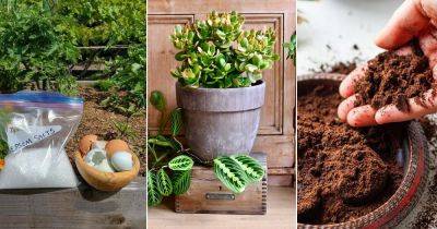 Best Jade Plant Fertilizers and Schedule to Grow the Best Crassulas - balconygardenweb.com
