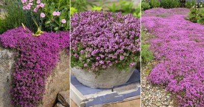 Everything About Planting and Growing Creeping Thyme - balconygardenweb.com - Greece - city Rome - region Mediterranean