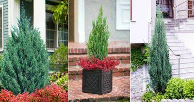 Blue Point Juniper: Perfect Screening Plant for Pots and Small Gardens - balconygardenweb.com